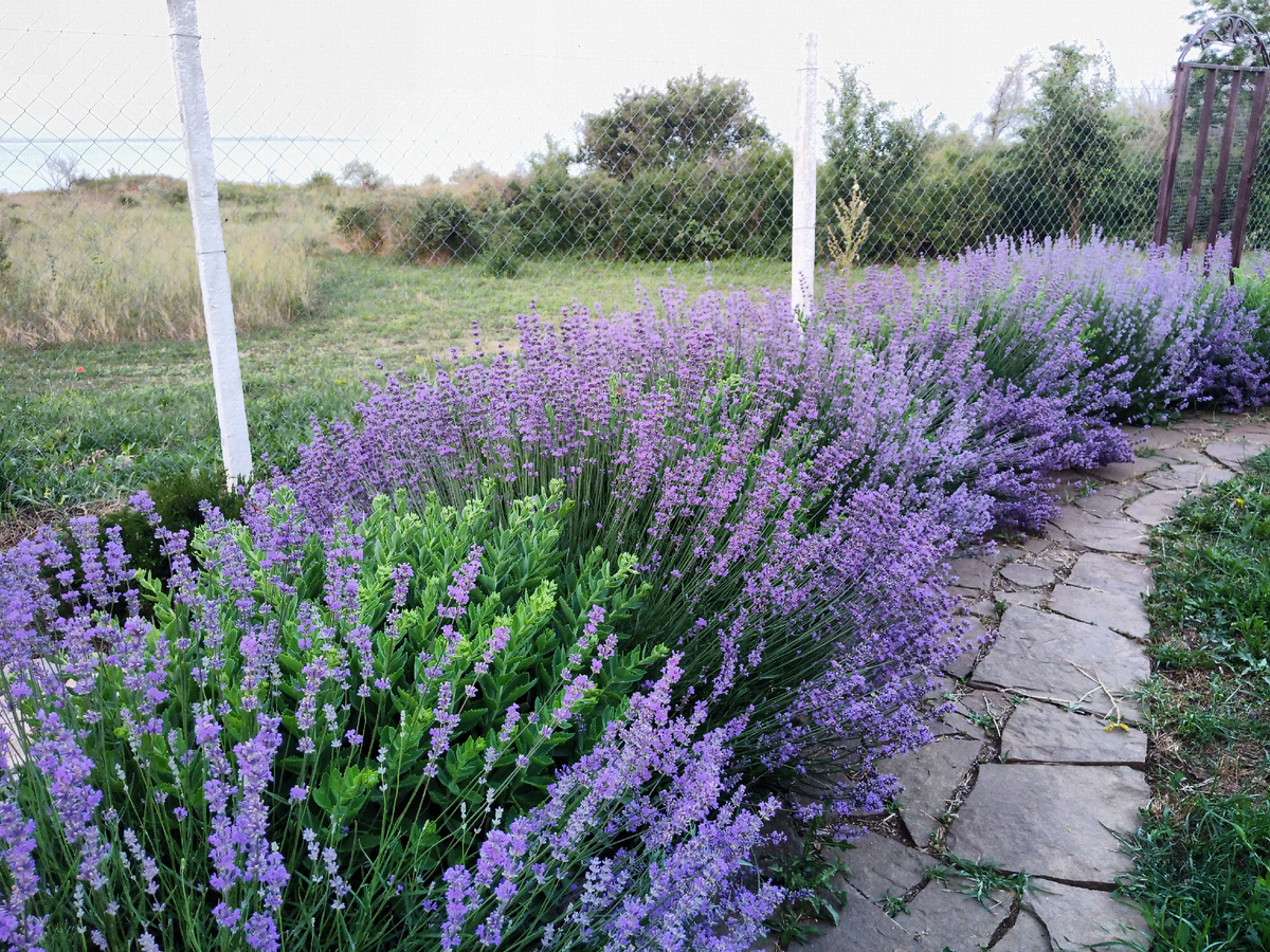 Если приглядеться, то можно заметить, что куст на первом плане светлее.