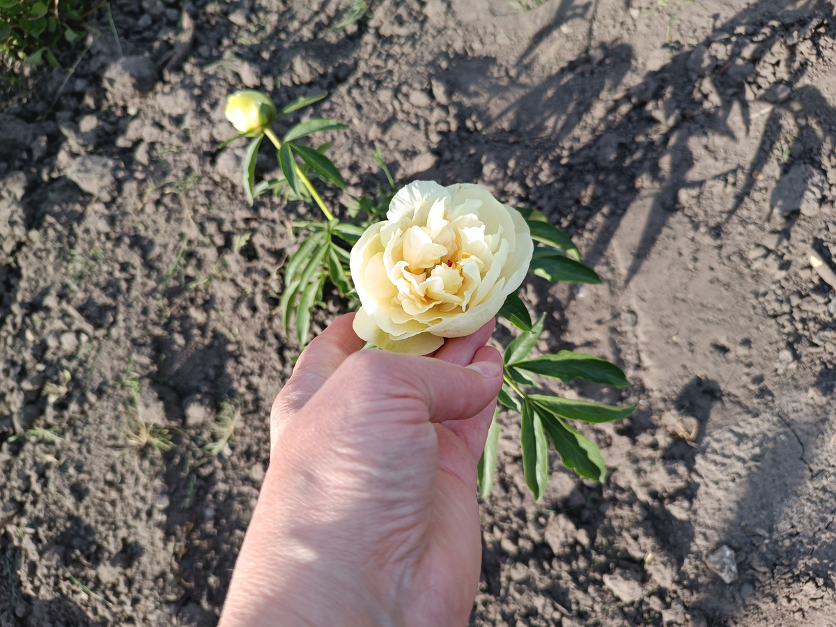 Малышка Санни Гёрл 