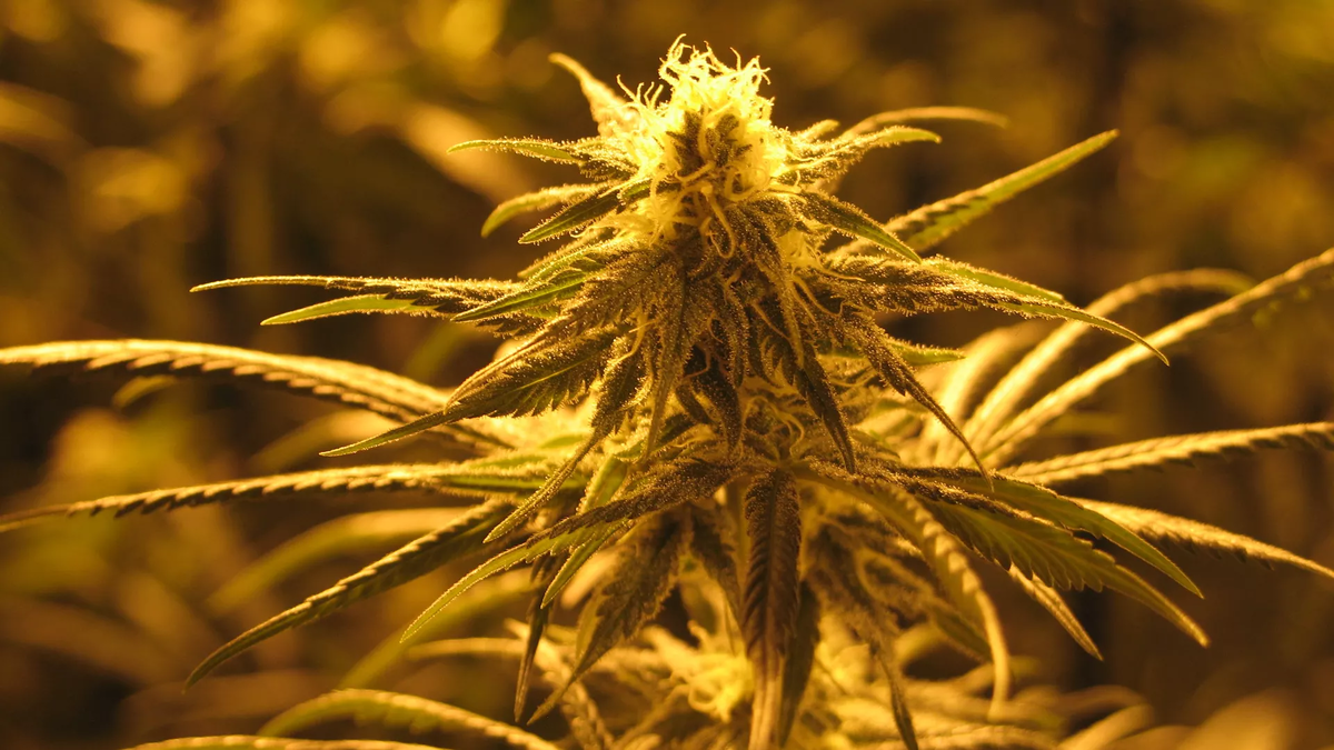 CC BY 2.0 / Flickr / Bob Doran / Marijuana