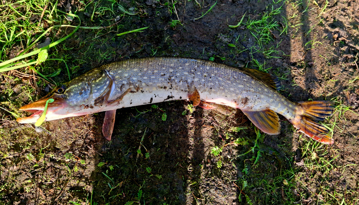 Щука на Lucky John Tioga