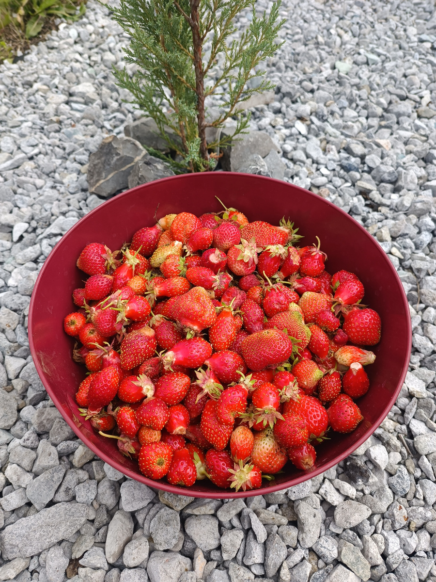 Клубничное счастье