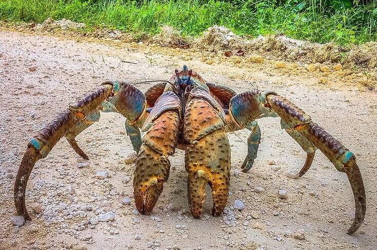 Тот самый кокосовый краб. Картинка из открытых источников