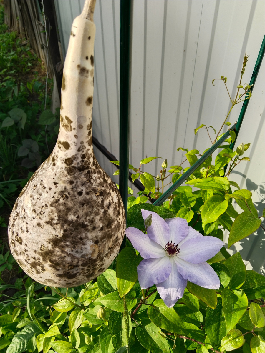 Висит с прошлого года на опоре клематиса