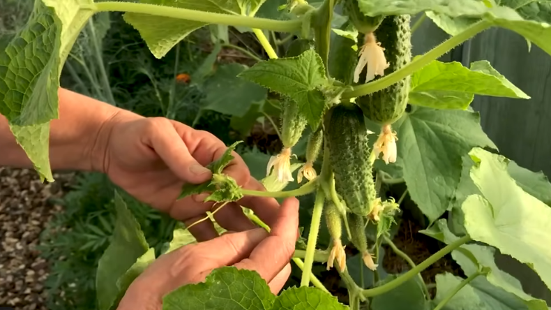 Правильно сформированный куст огурцов