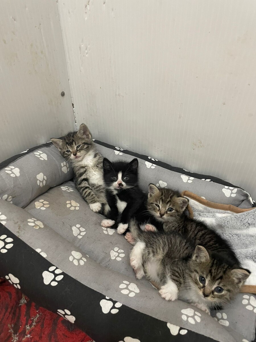 Квартет серьёзных ребят))))