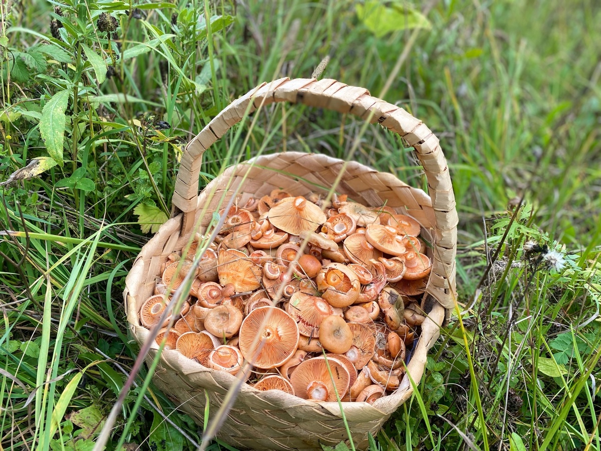    С детства неправильно научили собирать грибы. Червивые тоже нужно всегда брать, их легко почистить - запомните раз и навсегда