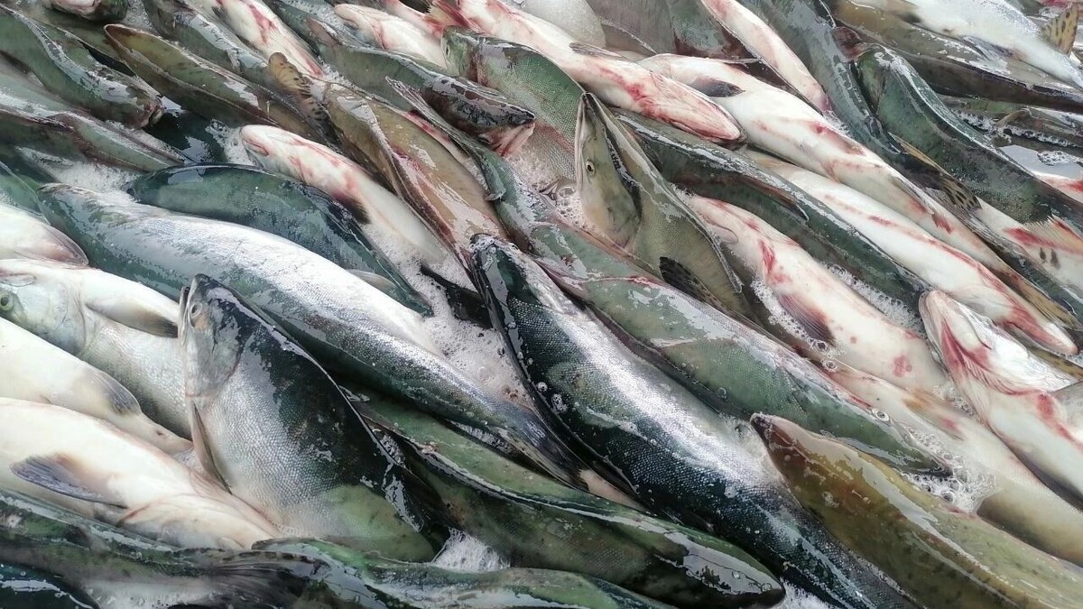     Источник: transsibinfo.com