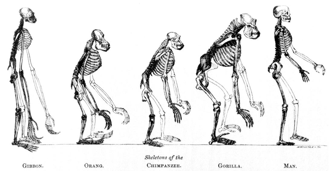 Скелеты современных обезьян и человека