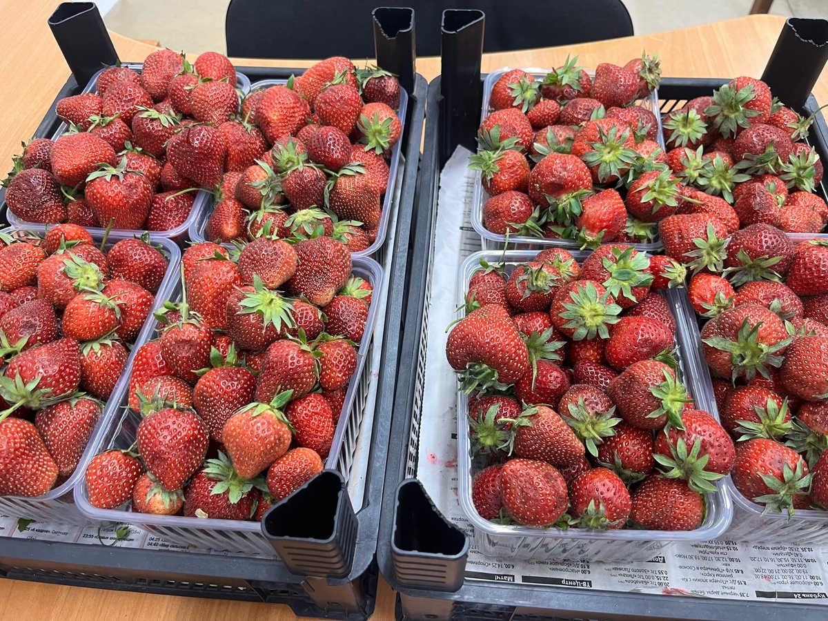    Финское клубничное рабство: как я поехала на сбор клубники в Европу - честный отзыв туриста