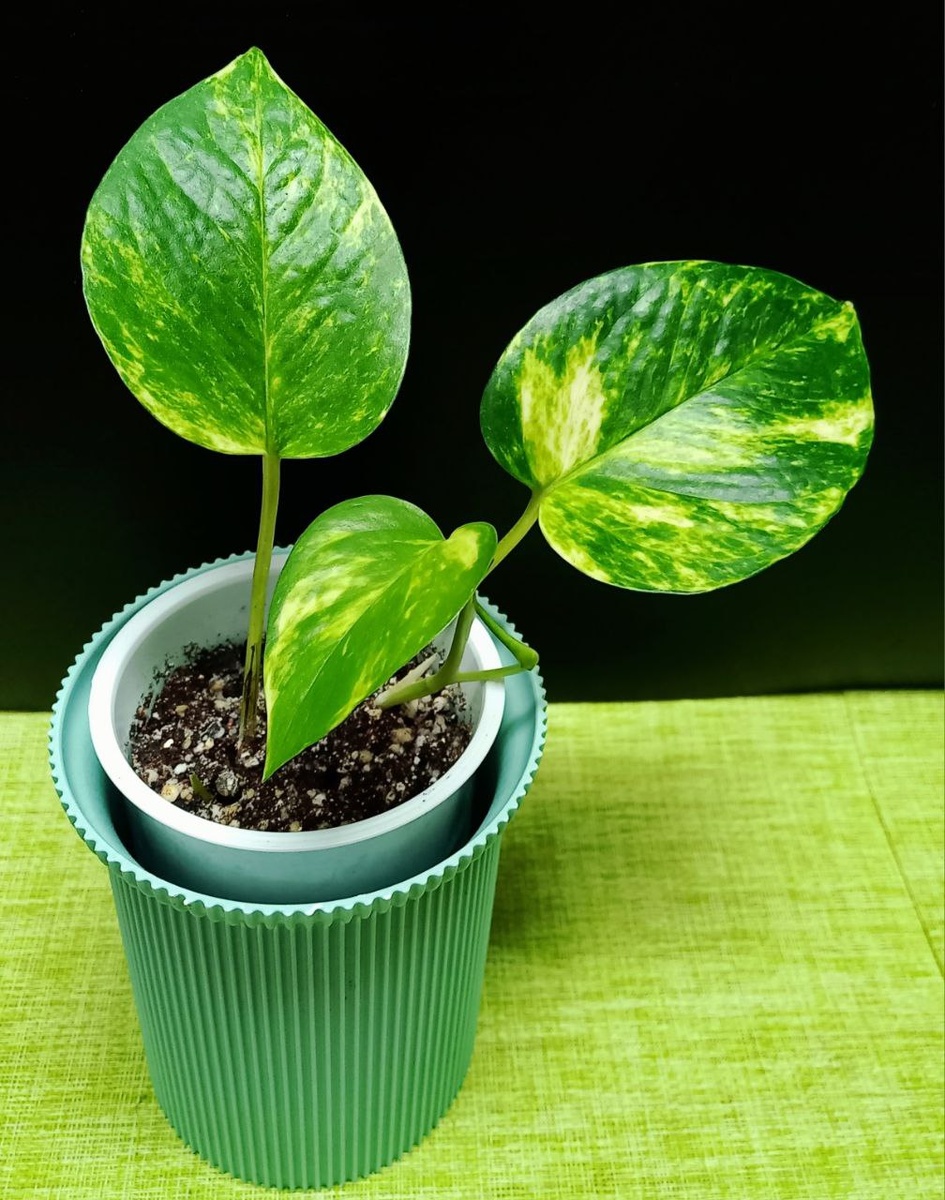 Эпипремнум пиннатум 'Hang' — это декоративная лиана из семейства Ароидные (Araceae)