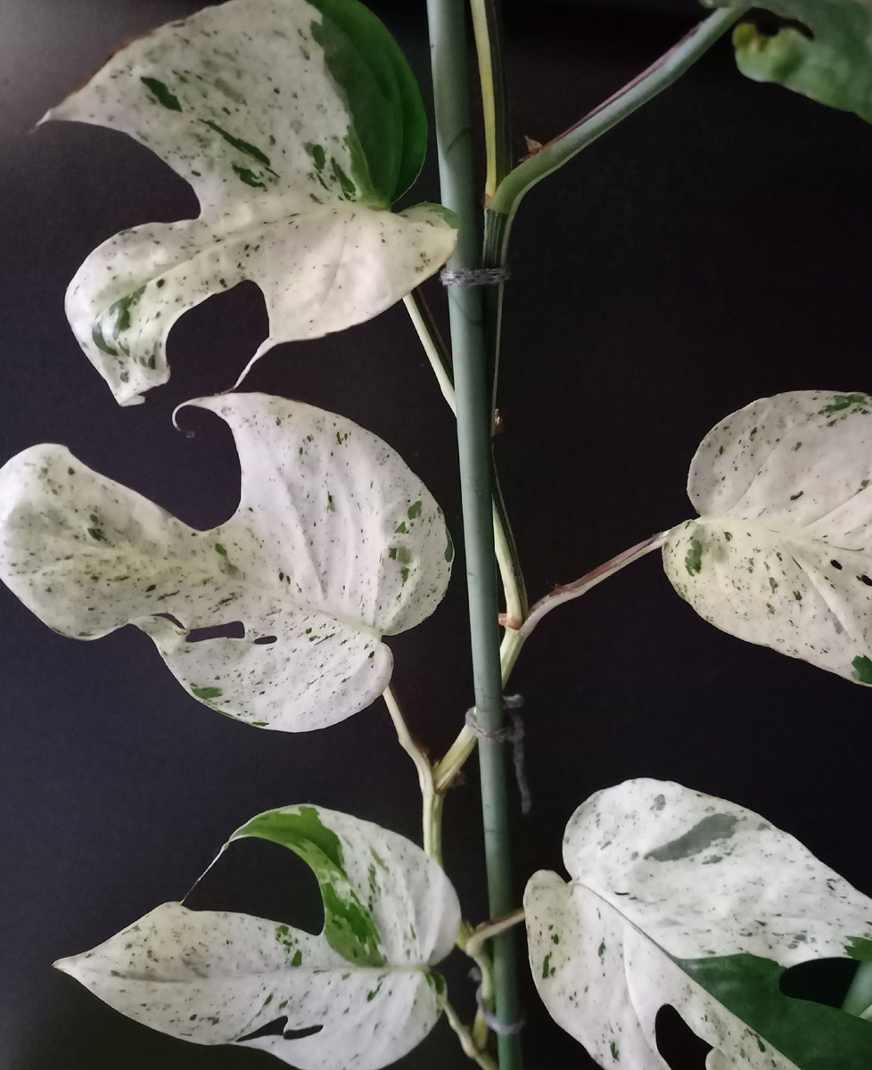 Как и чем правильно подкармливать Эпипремнум — простое расписание и советы по дозировке