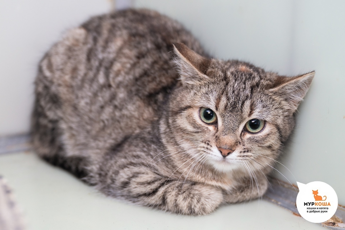 Мурайя найдена на улице, сестра Фиттонии.