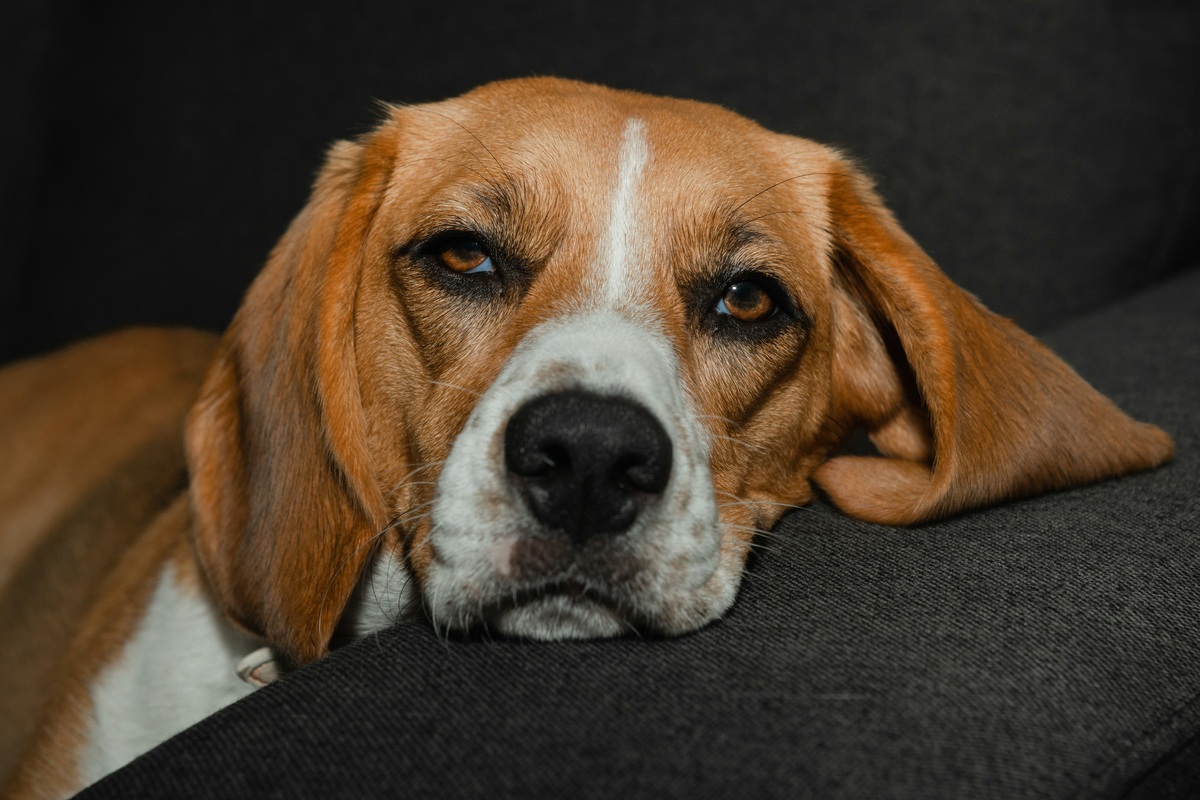     Что такое синдром хронической усталости, или Почему вы постоянно чувствуете себя как выжатый лимон