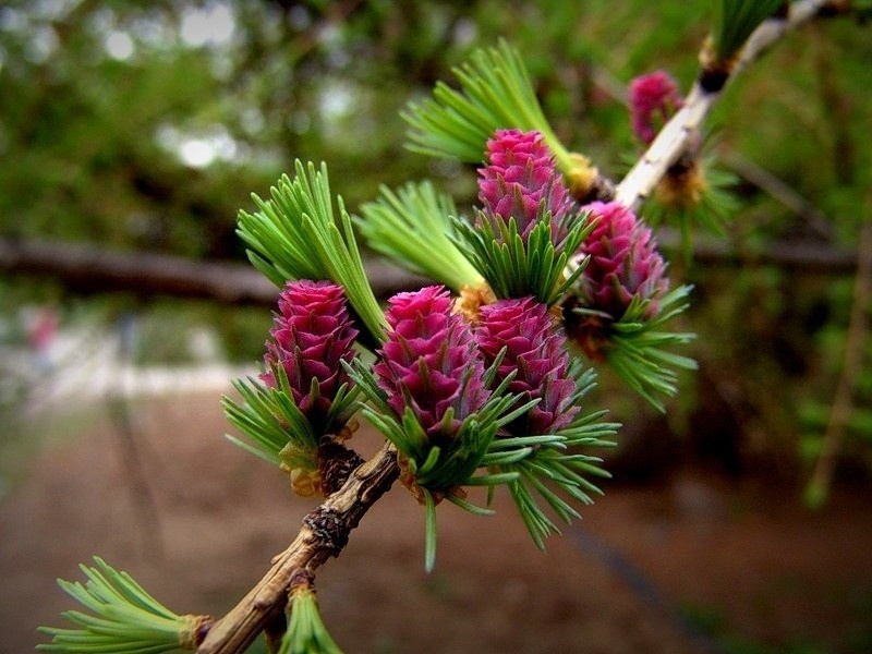   Фото: Лиственница даурская (Гмелина) / «Атлас растений Дальнего Востока»