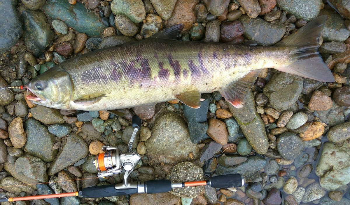   Фото: кета/сайт rybak49