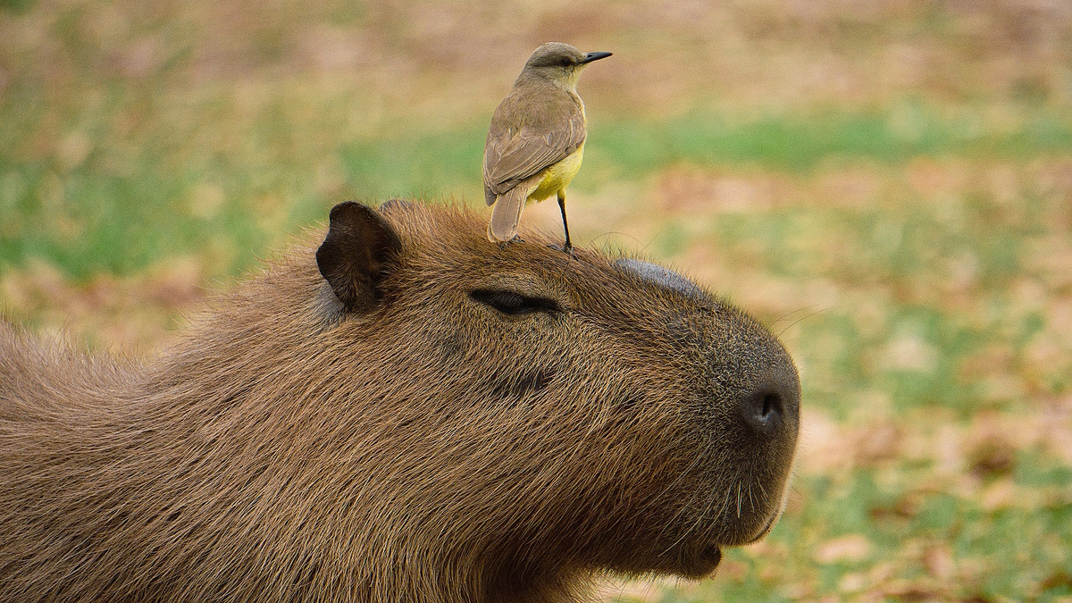 Капибара. Фото с rbc.ru