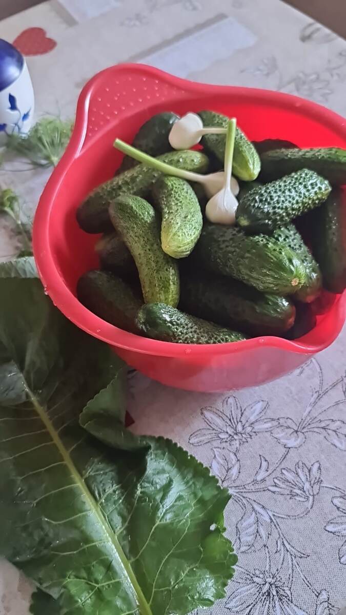 Приготовила к маринованию огурчики