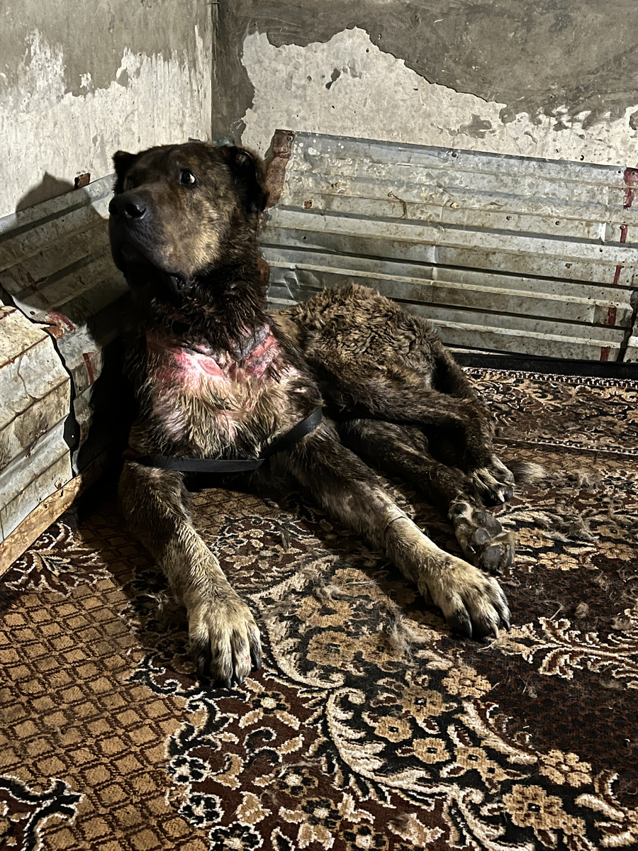 Так выглядел Форсаж в первые дни в приюте