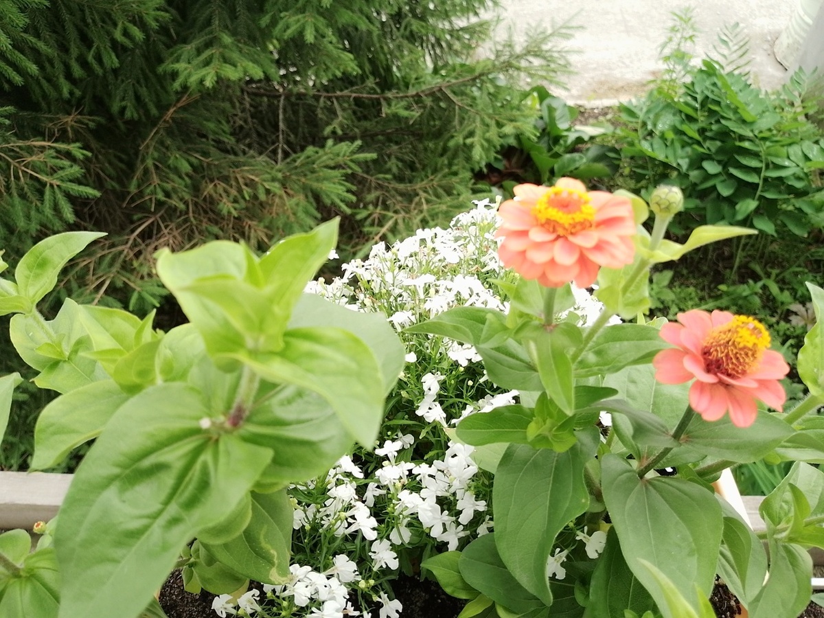 Там же. Цветы в кашпо