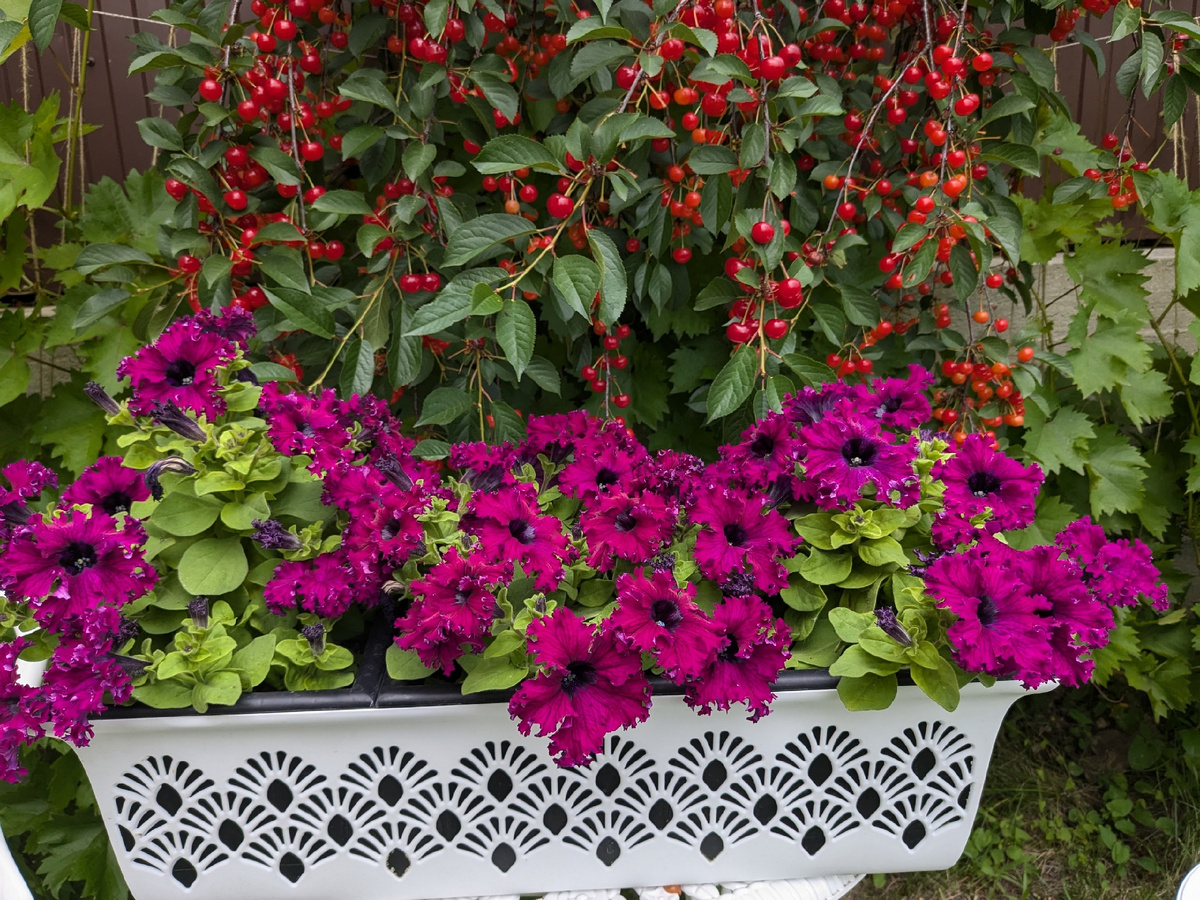 Я думала, что мой забор скроет виноград, а его скрыла черешня