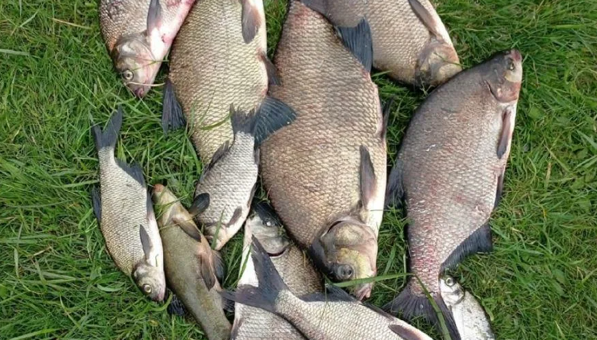 Лещи пойманные летом в жару. Источник фото lovimvmeste.ru