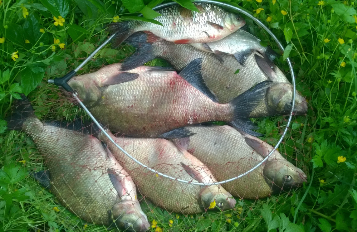 Лещи пойманные в жару. Источник фото imerica.ru