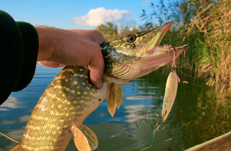 Летняя щука на мелких реках: стоит ли пробовать в жару. Личный опыт и проверенные советы