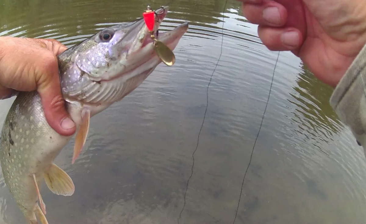 Щука пойманная на маленькой речке летом. Источник фото imerica.ru