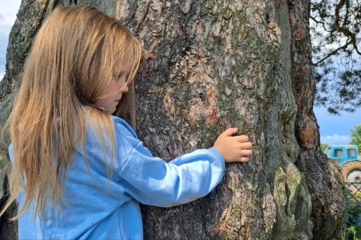    Сосне больше двух веков.