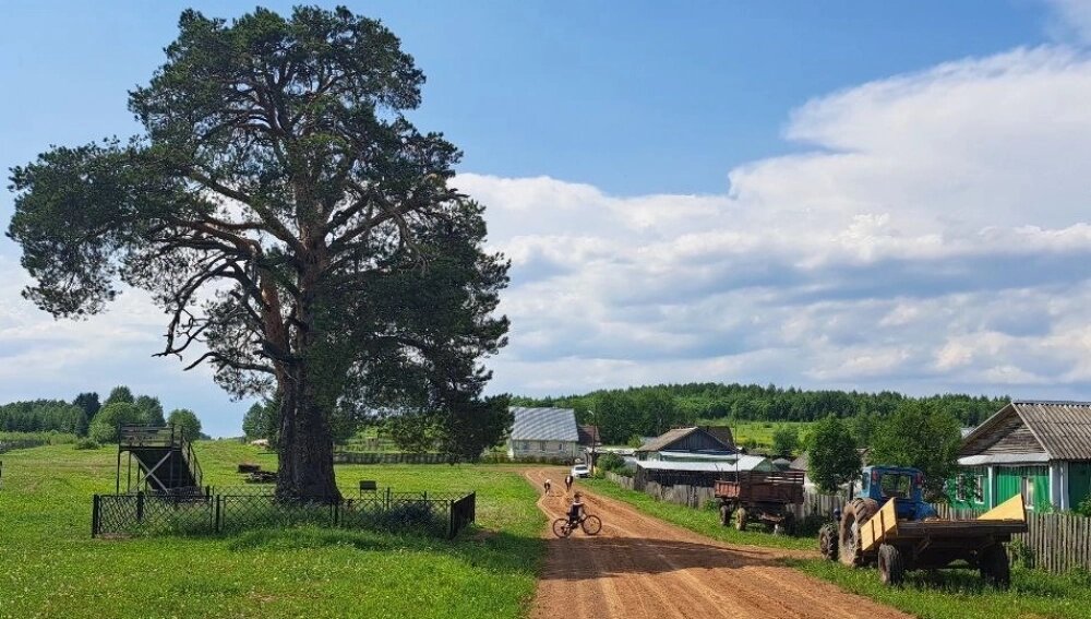    Öльöна-Пожум, или сосна Елены в Хазово Коми округа. Фото: АиФ/ Марина Сизова