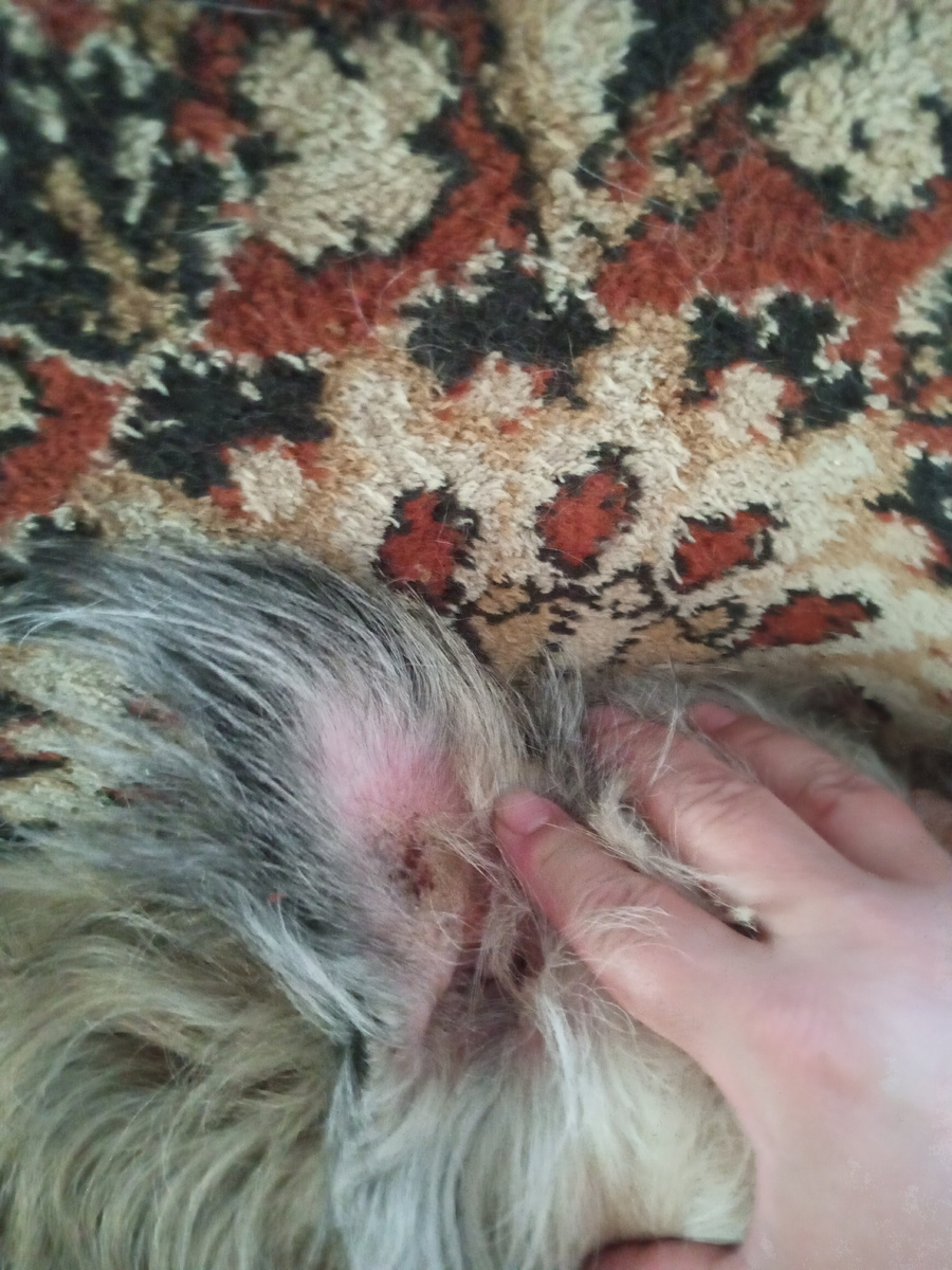 Воспалилась кожа на внутренней стороне уха. ( Фото моё)