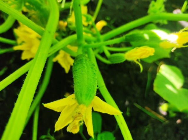 завязи огурцов