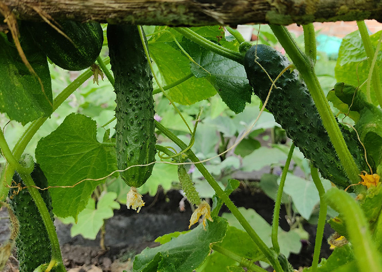 активное плодообразование огурца