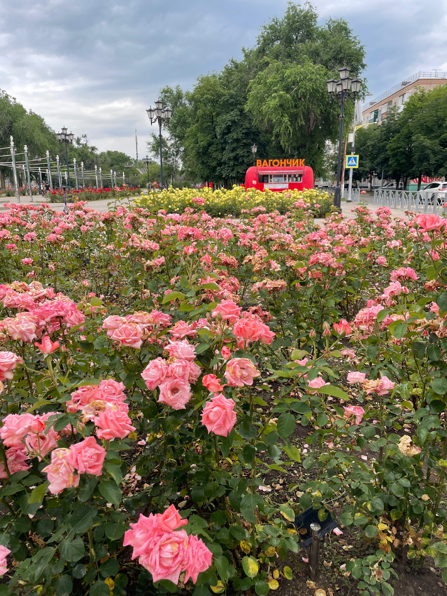 Розы в Невинномысске