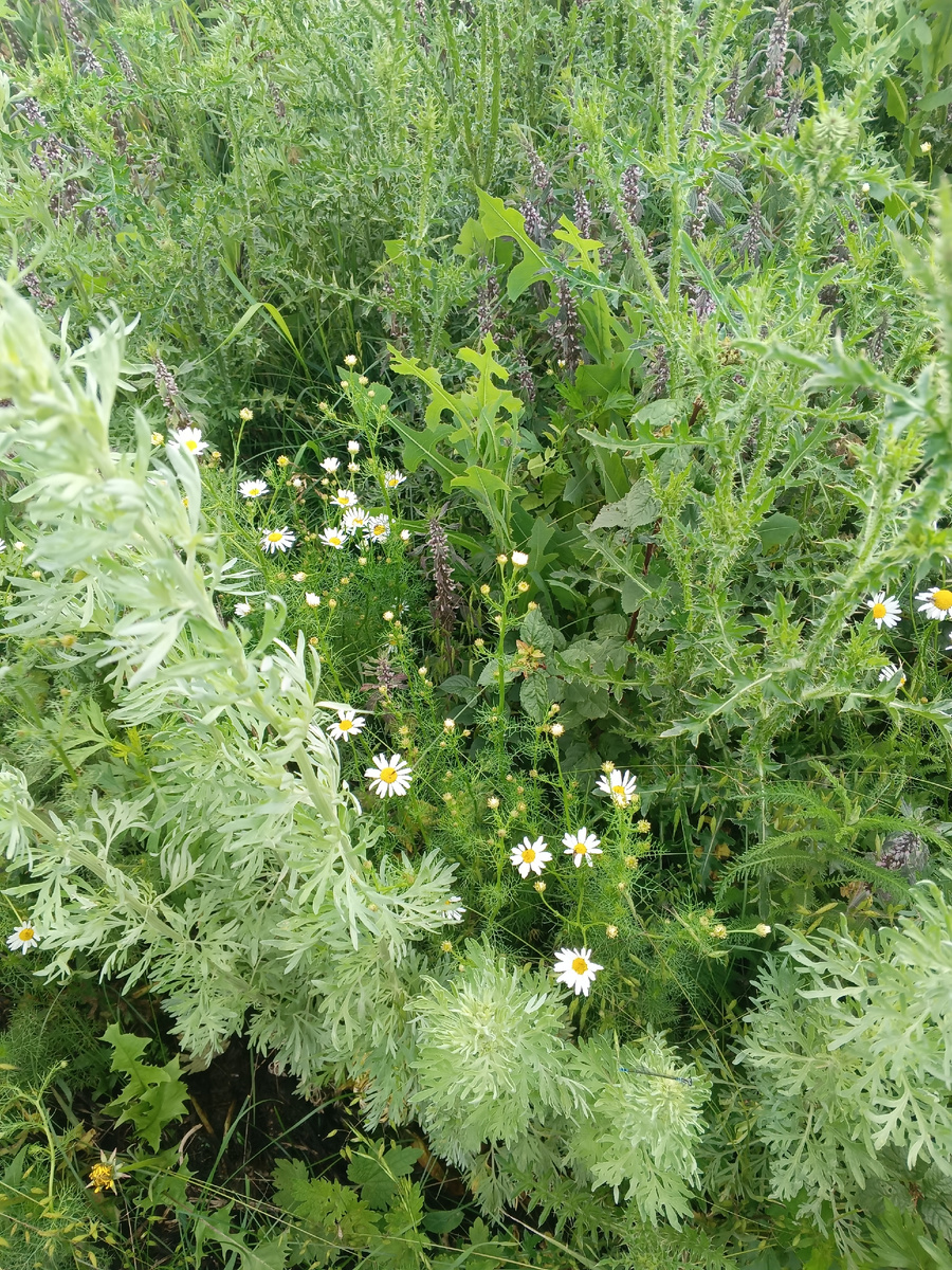 Разнотравье