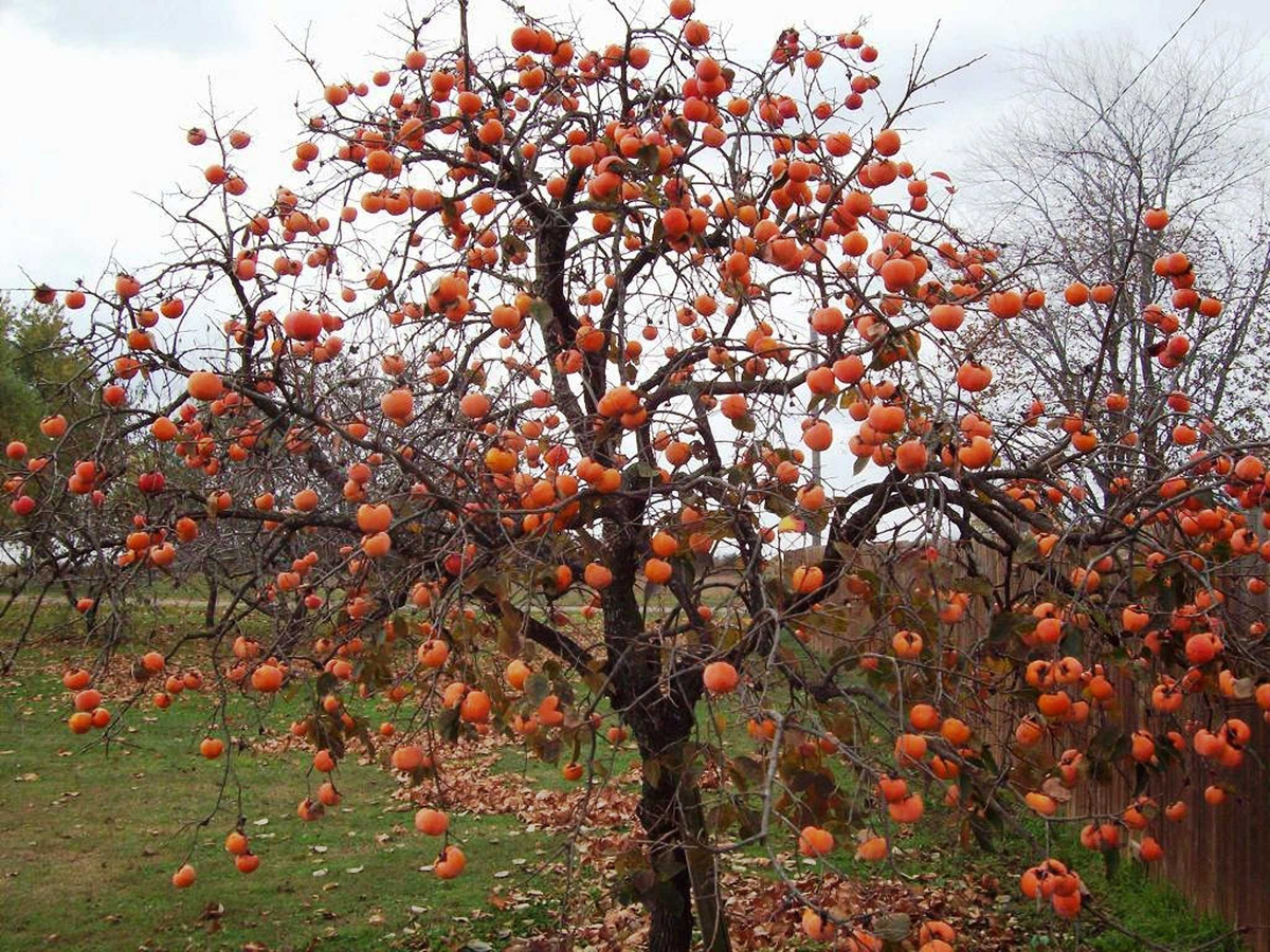 Тут она точно скучать не будет -- вон какая компания собралась -- ягодка к ягодке!