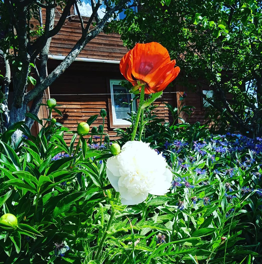 Белые пионы в сочетании с декоративным маком