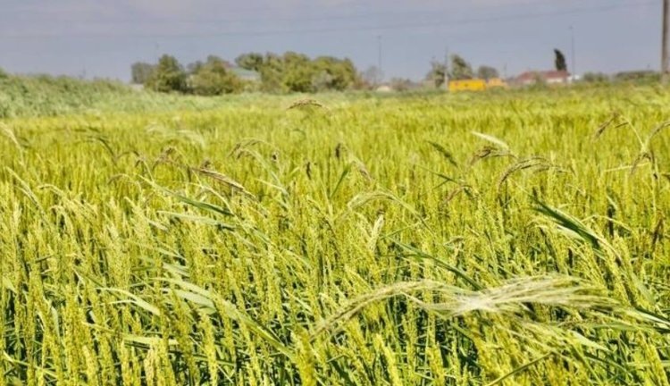    Фото: Отдел семеноводства Россельхозцентра Дагестана