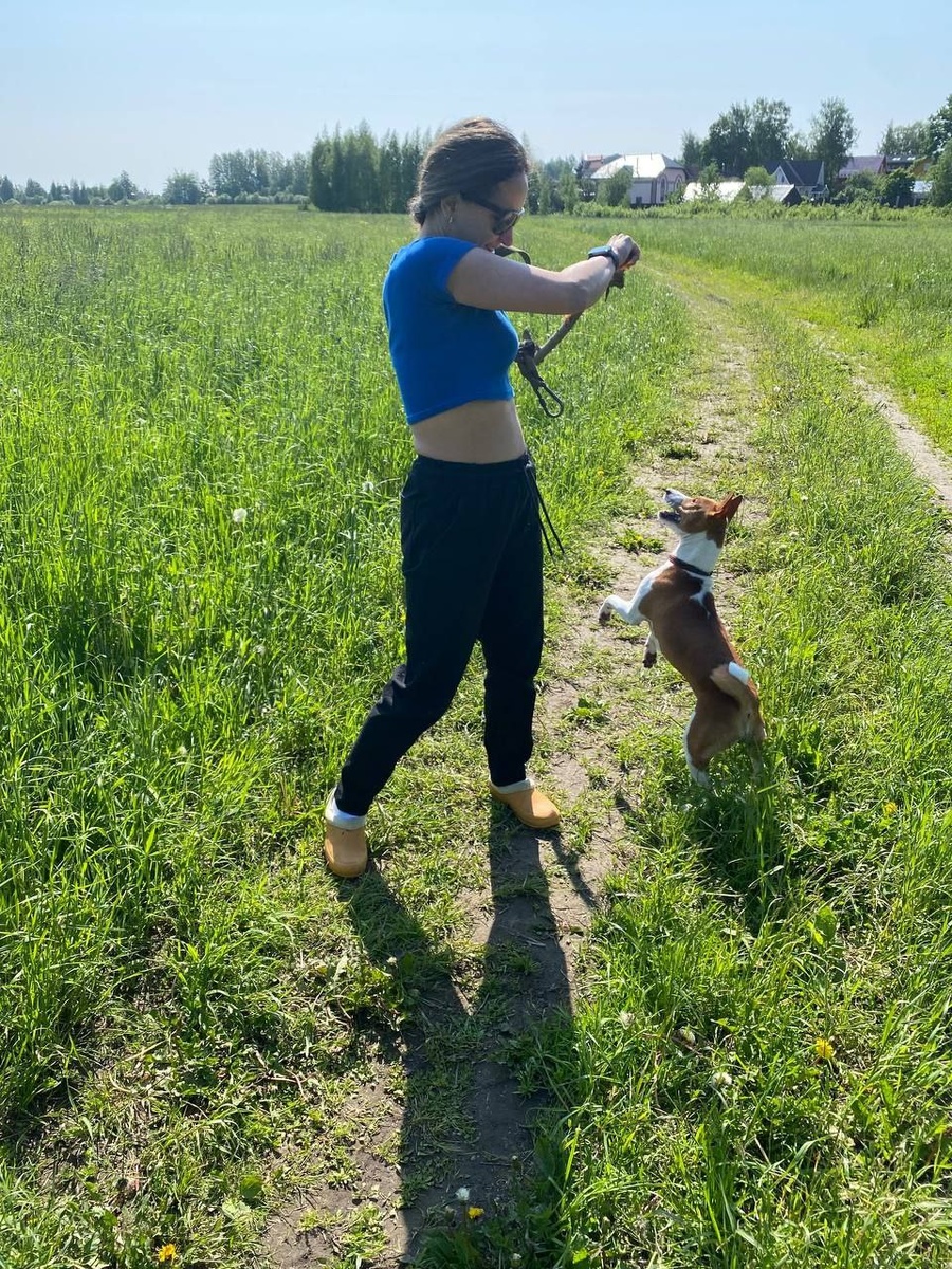 Пока родители был в отпуске в июне ходила гулять на поле с собаками рядом с домом. Идеальное начало дня, погулять в поле, а потом уже садиться за компьютер)