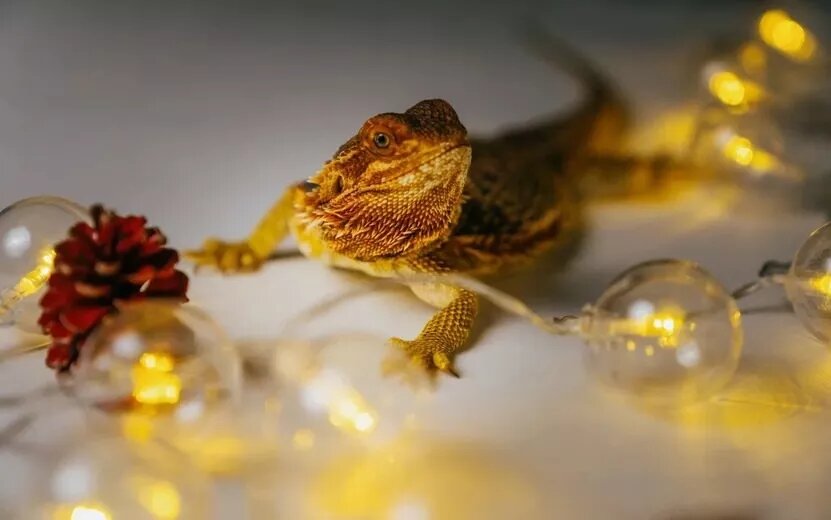    Слово против чувства, долг против желания: кто по гороскопу на 30 июня – 6 июля окажется в ловушке собственных решений?