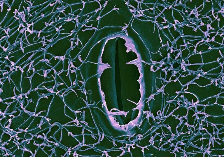 Дыра в преисподнюю? Нет, просто устьице листа и воск на нем под микроскопом