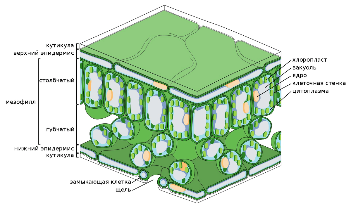 Вон тот тоненький слой и есть та самая броня!