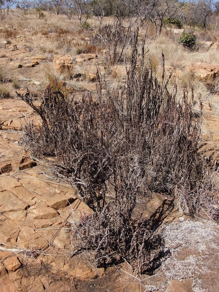 Когда настало засушливое время