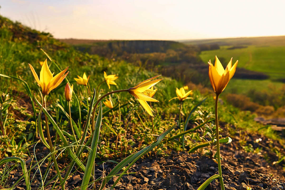 Тюльпаны в дикой природе