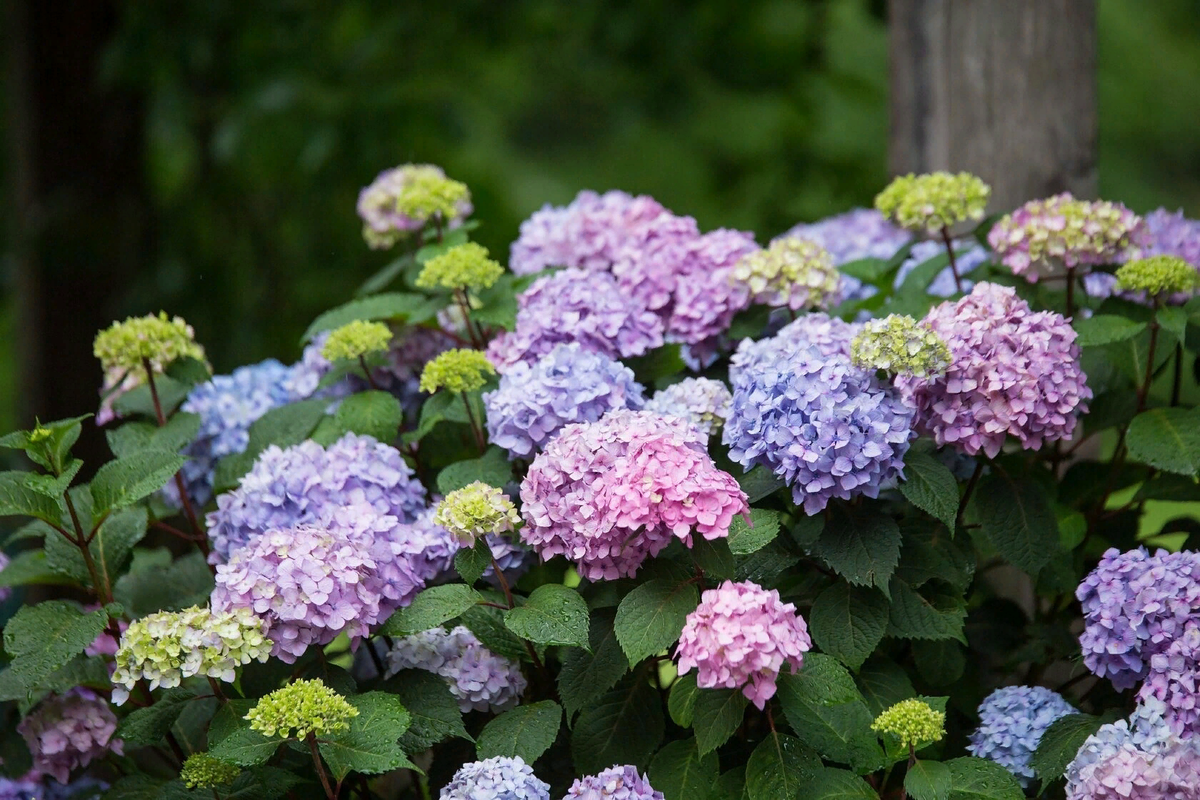 Цветы гортензии