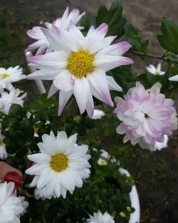 Хризантема меняет цвет