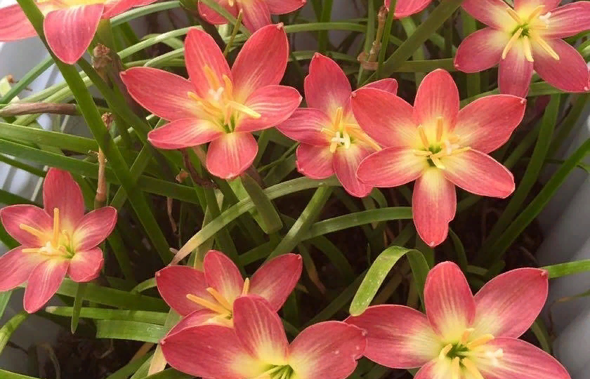 Цветок Зефира — бога западного ветра