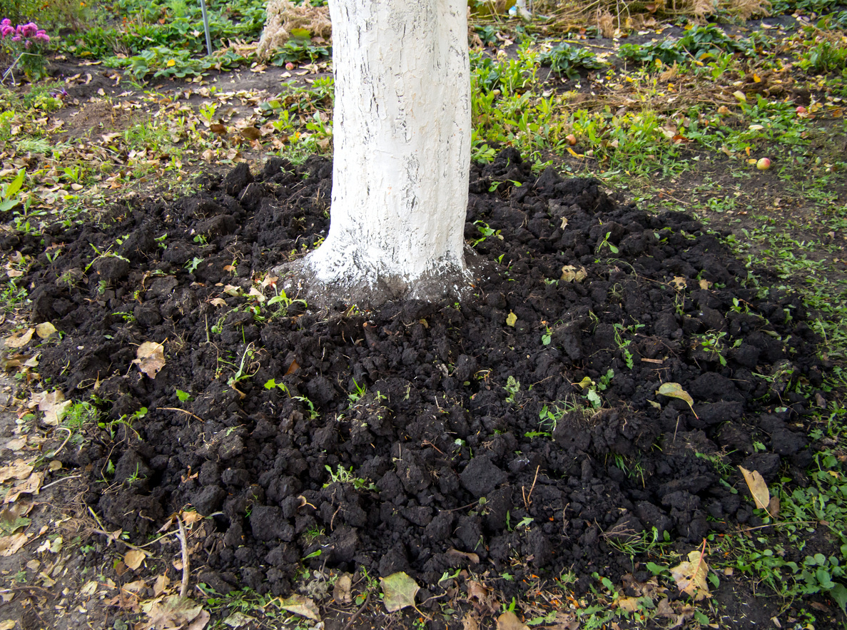    Деревьям нравится рыхлая почва, очищенная от сорняков
