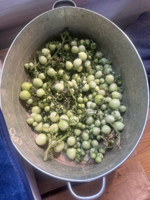 Вы консервируете зеленые помидоры? Я, вот, первую партию уже собрала