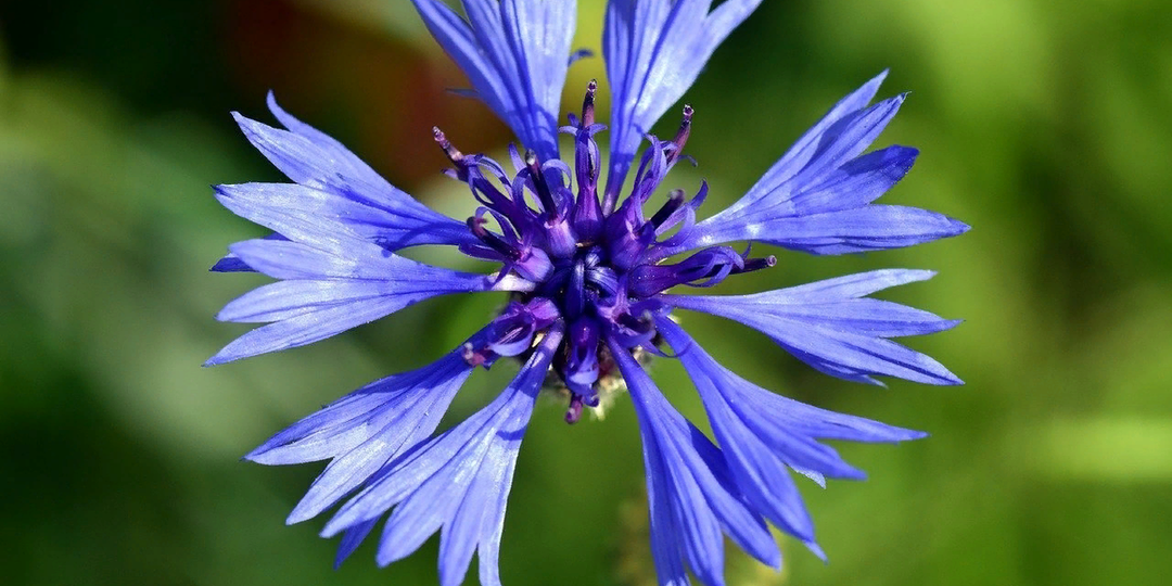 Василёк: цветок, достойный мифа
